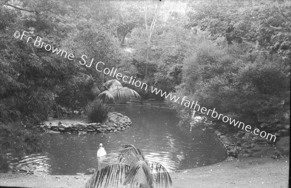 ZOO  SWANS